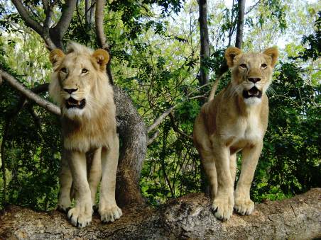 Lions du parc safari  Maurice